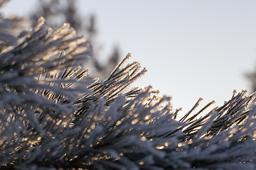 Image showing Frost needle pine