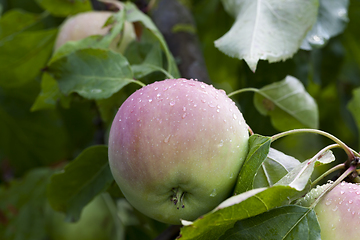 Image showing Apple garden