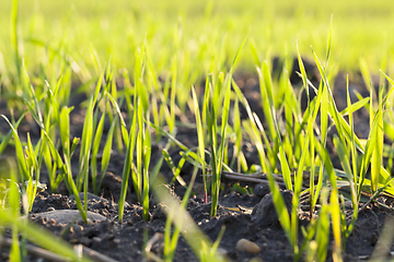 Image showing Green wheat grass