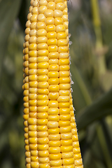 Image showing Corn open ear