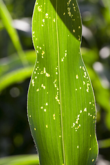 Image showing Disease corn leaves