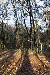 Image showing colorful autumn