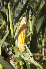 Image showing Corn cob