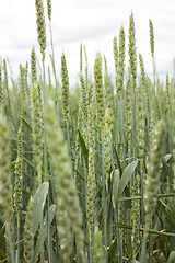 Image showing wheat and sky