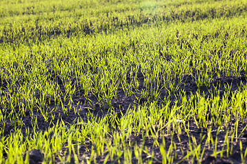 Image showing Green wheat grass