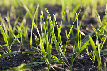 Image showing types of wheat