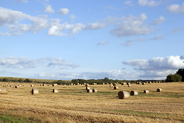 Image showing stacks of straw