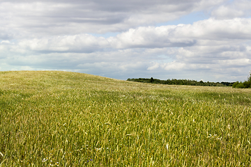 Image showing Agricultural field