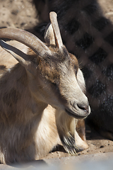 Image showing Goat in a cage