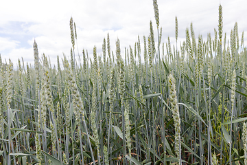 Image showing Green wheat