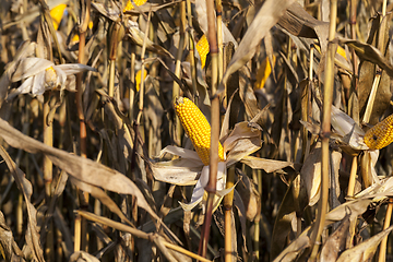 Image showing corn dry