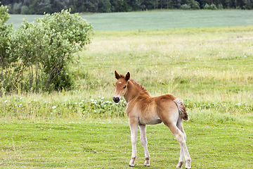 Image showing Little foal