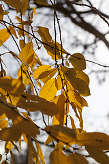 Image showing autumn tree