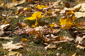 Image showing Yellow foliage, autumn