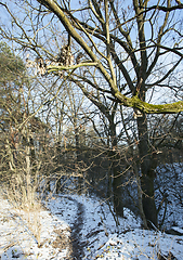 Image showing Bare tree trunks in the winter forest