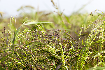 Image showing An agricultural field with millet