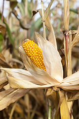 Image showing Ripe yellow corn