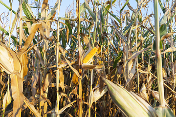 Image showing yellowed ripe corn