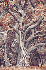 Image showing Majestic tree in city park Hawassa, Ethiopia