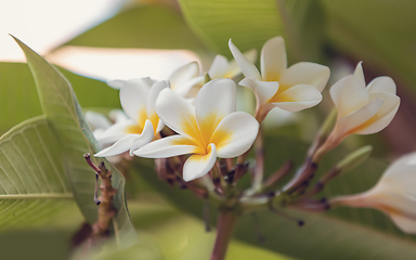 Image showing white plumeria flower in nature garden