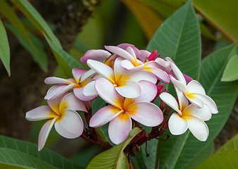 Image showing plumeria flower in nature garden