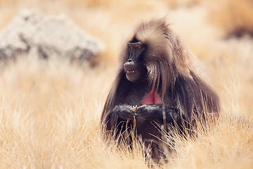 Image showing endemic Gelada in Simien mountain, Etiopia