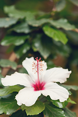 Image showing Pink Hibiscus flower, Ethiopia