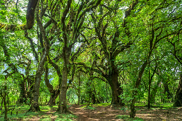 Image showing Harenna Forest in Bale Mountains, Ethiopia