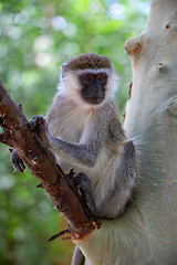 Image showing Vervet monkey in Lake Chamo, Ethiopia