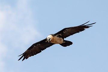 Image showing Bearded Vulture, Simien Mountain Ethiopia