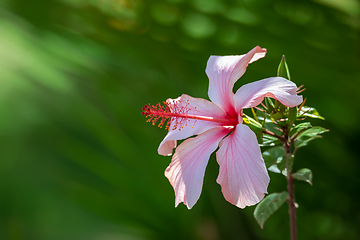 Image showing Pink Hibiscus flower, Ethiopia