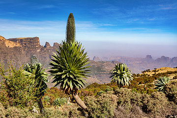 Image showing Giant lobelia in Semien or Simien Mountains, Ethiopia