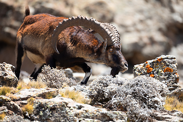 Image showing rare Walia ibex in Simien Mountains Ethiopia