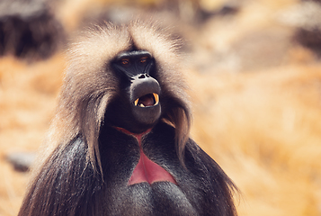 Image showing endemic Gelada in Simien mountain, Etiopia