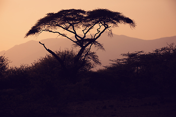 Image showing Acacia tree silhouette in african sunset