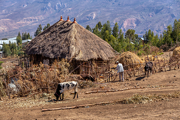Image showing Ethiopian farmer in the countryside