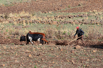 Image showing Ethiopian farmer plows fields with cows