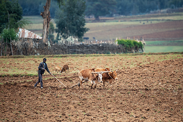 Image showing Ethiopian farmer plows fields with cows