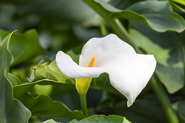 Image showing calla lily and arum lily Ethiopia