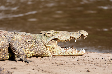 Image showing big nile crocodile, Awash Falls Ethiopia