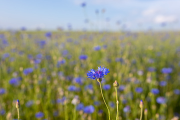 Image showing Blooming Cornflowers, Centaurea Cyanus