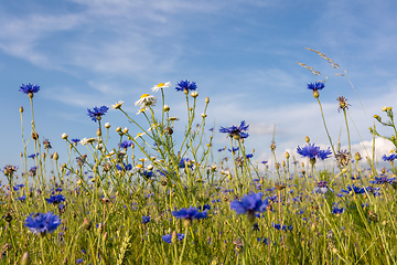 Image showing Blooming Cornflowers, Centaurea Cyanus