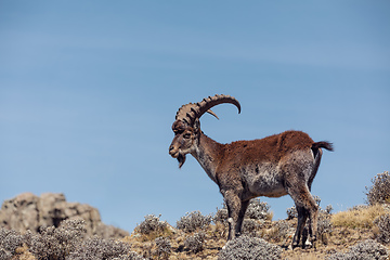 Image showing rare Walia ibex in Simien Mountains Ethiopia