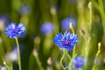 Image showing Blooming Cornflowers, Centaurea Cyanus