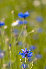 Image showing Blooming Cornflowers, Centaurea Cyanus