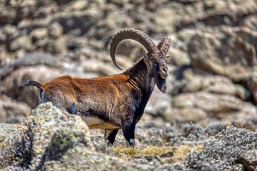 Image showing rare Walia ibex in Simien Mountains Ethiopia