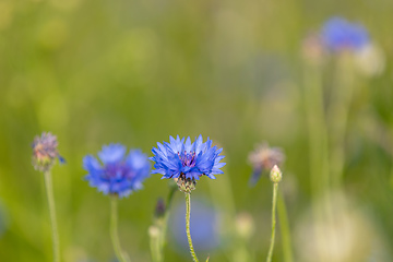 Image showing Blooming Cornflowers, Centaurea Cyanus