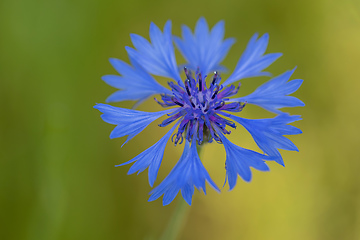 Image showing Blooming Cornflowers, Centaurea Cyanus