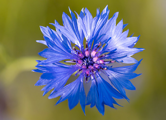 Image showing Blooming Cornflowers, Centaurea Cyanus