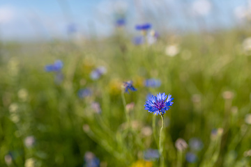 Image showing Blooming Cornflowers, Centaurea Cyanus